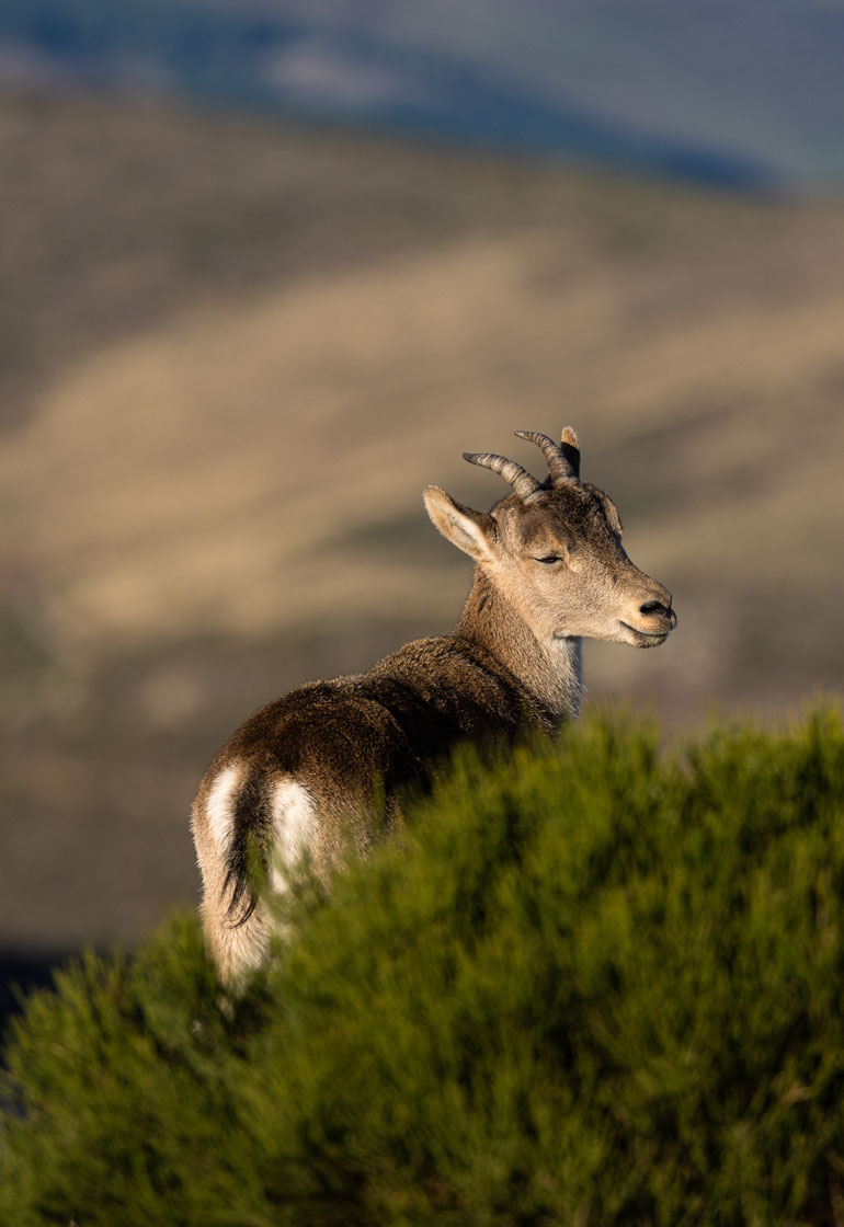 wildlife experience spain