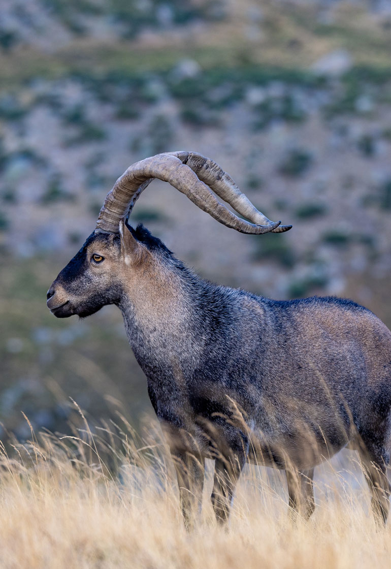 wildlife experience spain