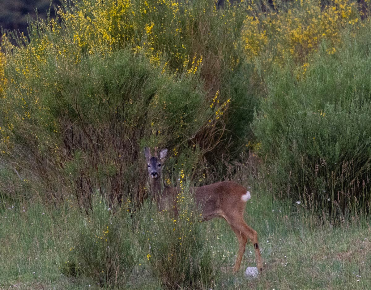 animal observation spain roe deer wild animals spain