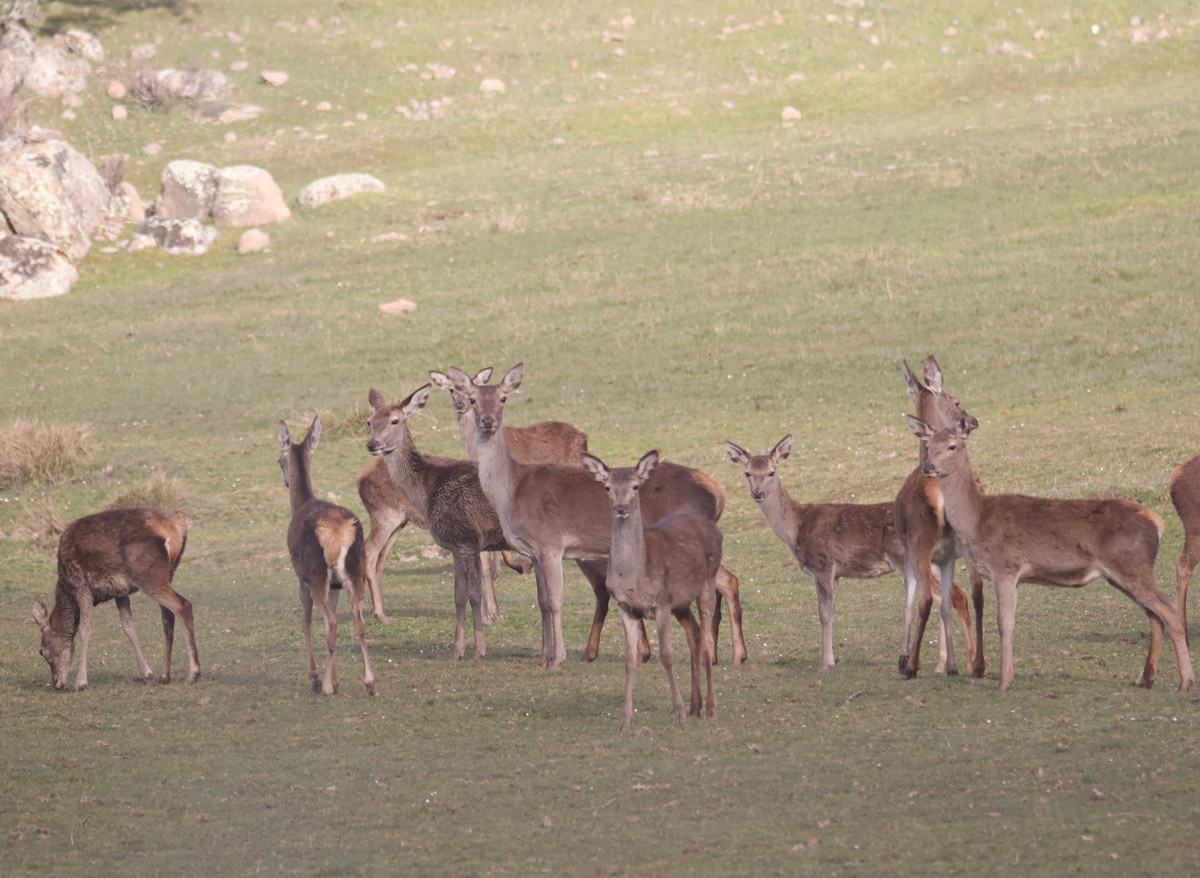 animals sightings spain family safari spain deer stag