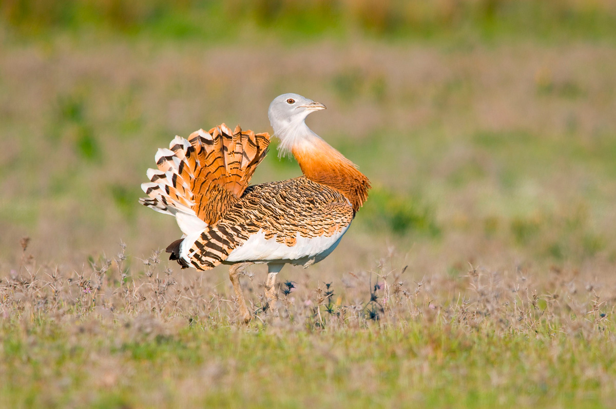 birds wildlife sighting in spain avutarda sighting in spain ecotourism nature trips