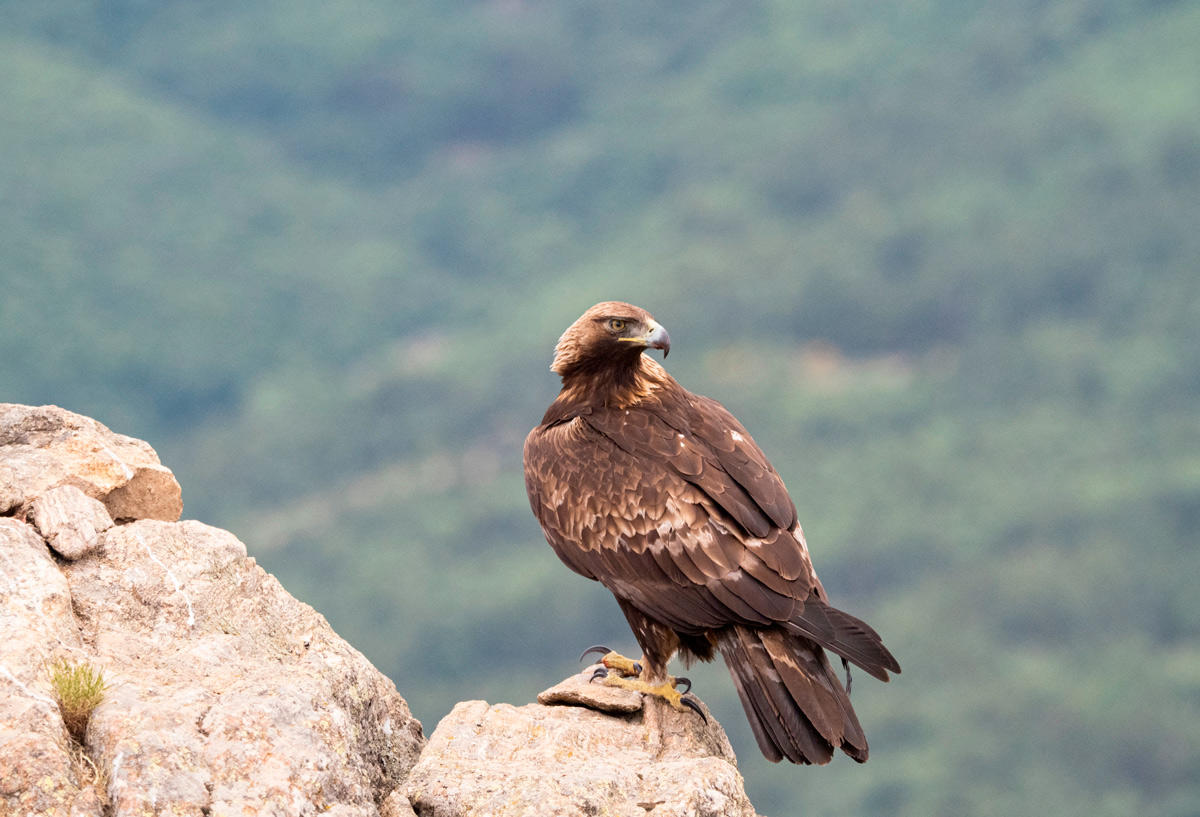 birds wildlife sighting in spain sighting in spain ecotourism nature trips