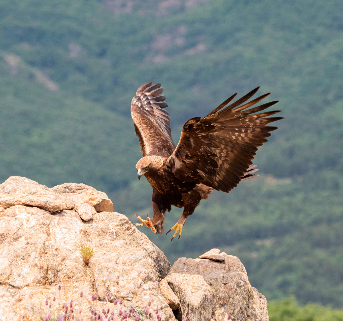 birds wildlife sighting in spain sighting in spain ecotourism nature trips