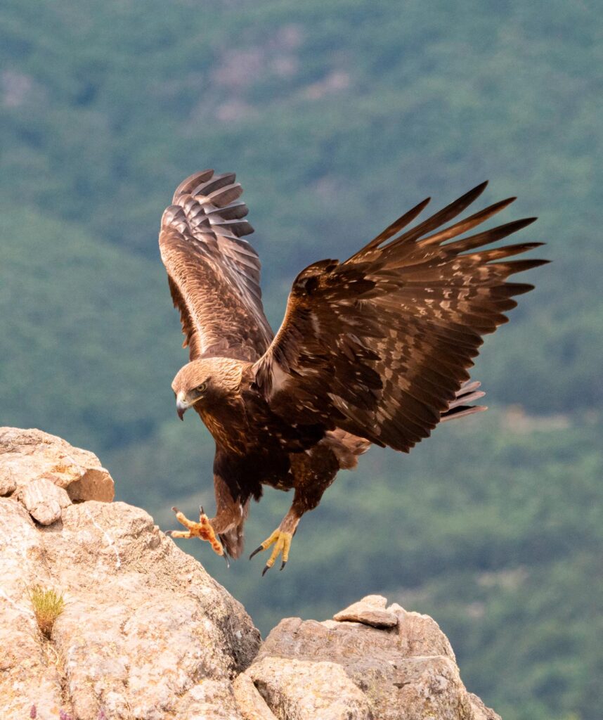 birds wildlife sighting in spain sighting in spain ecotourism nature trips