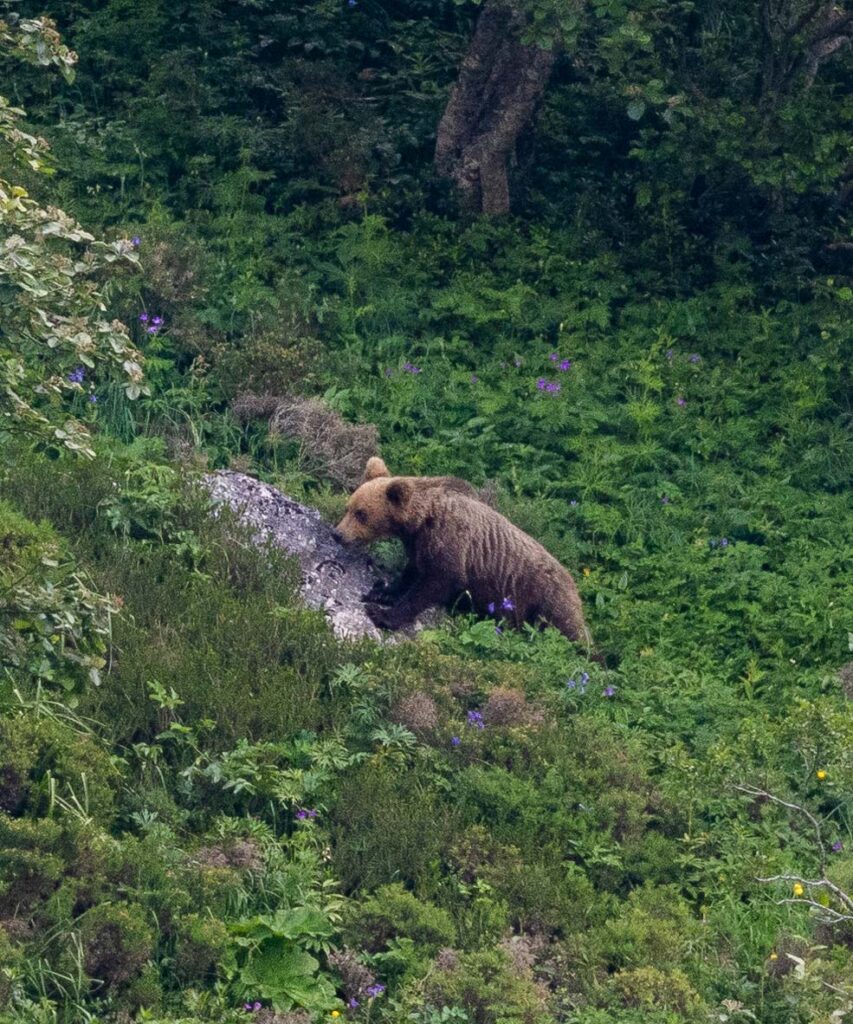 brown bear sighting in spain ecotourism in spain