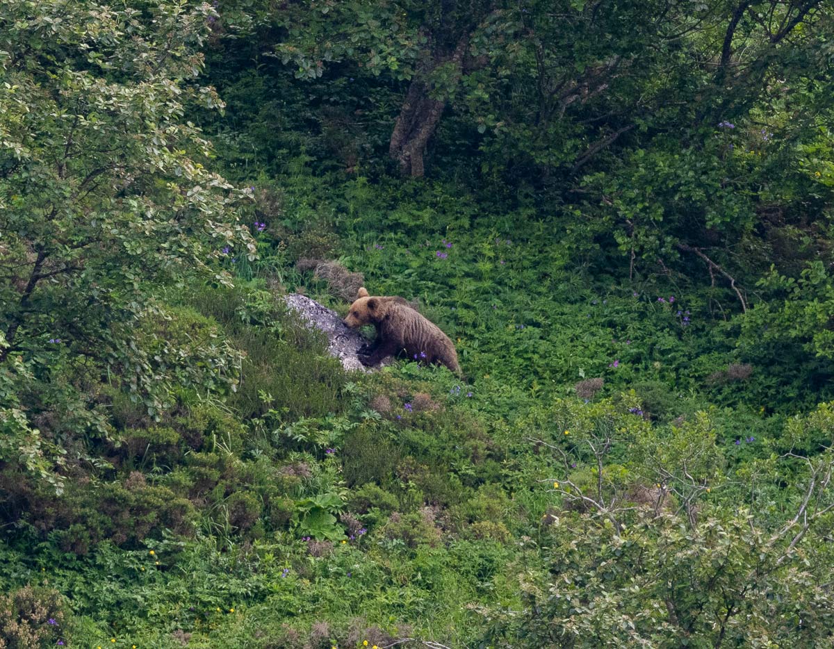 brown bear sighting in spain ecotourism in spain