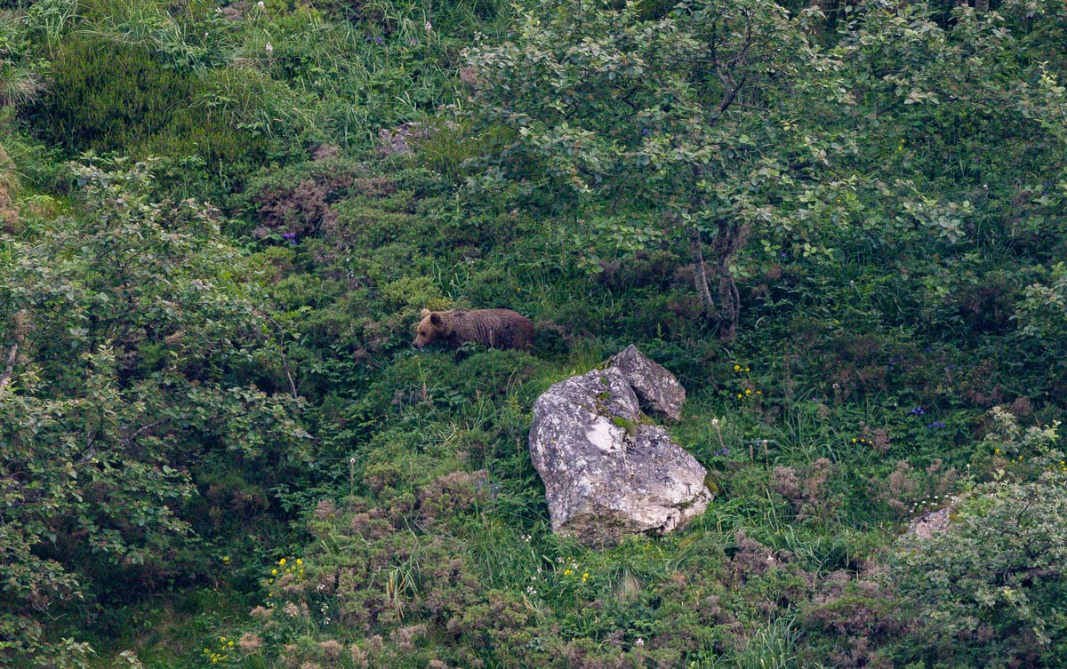 brown bear sighting in spain ecotourism in spain