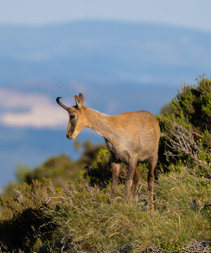 cantabrian chamois sighting in spain wildlife rural tourism in spain