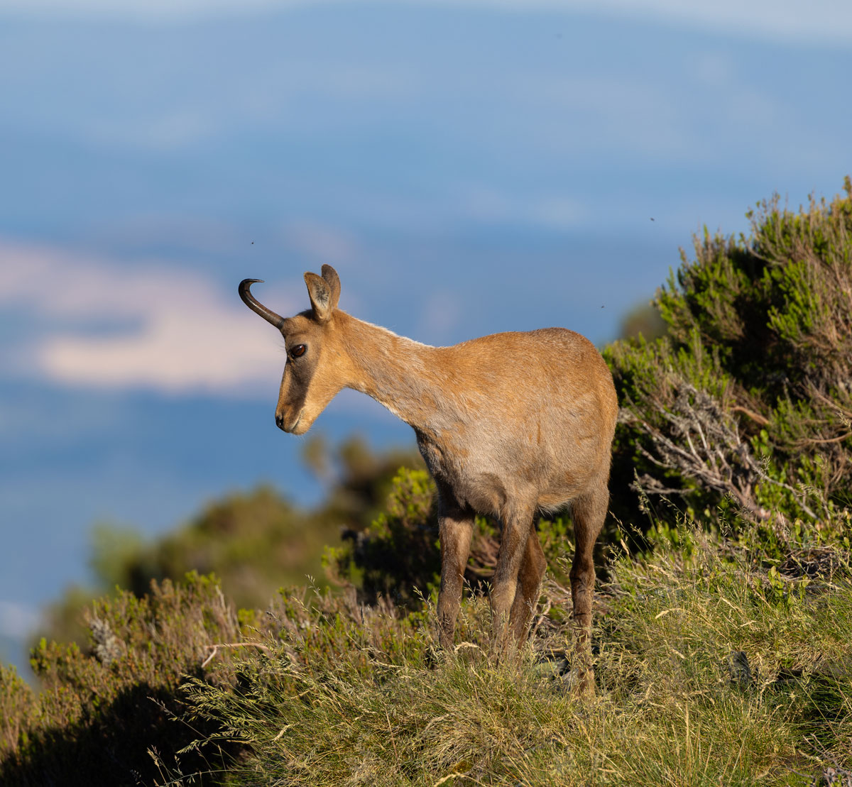 cantabrian chamois sighting in spain wildlife rural tourism in spain