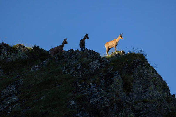 cantabrian chamois sightings in spain cantabrian mountains photo expedition