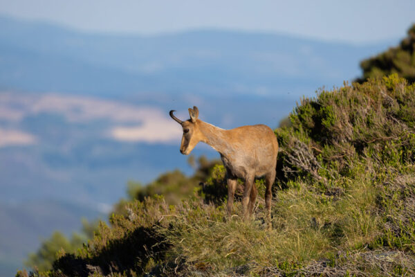 cantabrian chamois sightings in spain guided tours wildlife watching in spain