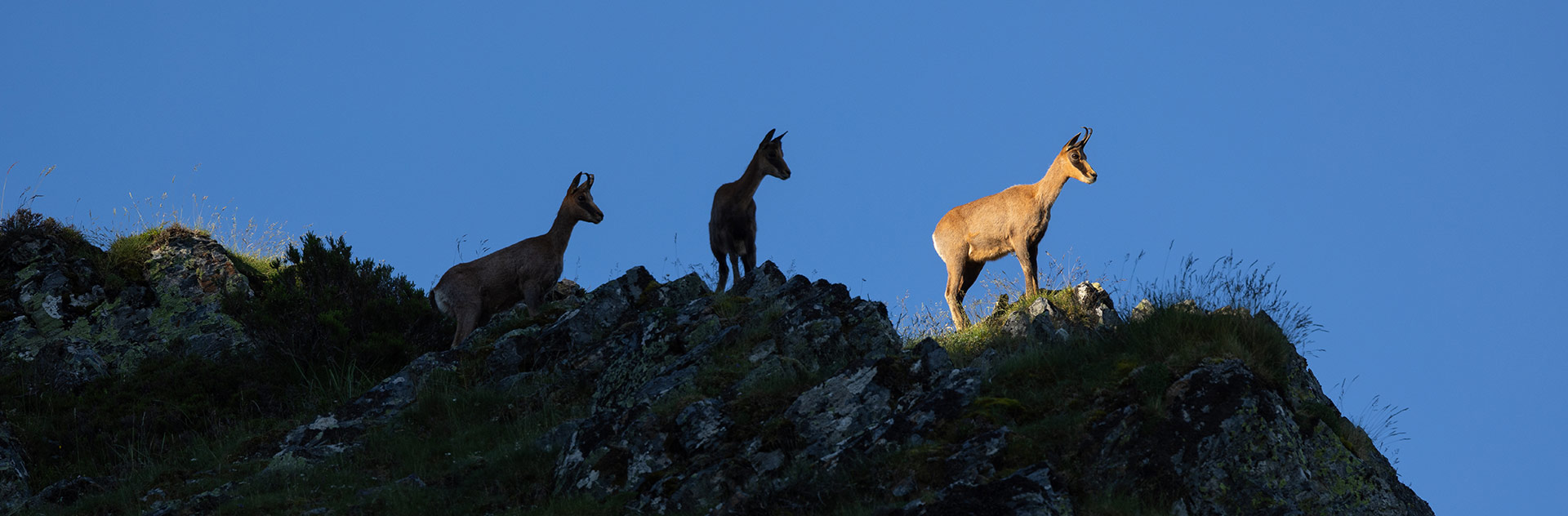 CANTABRIAN CHAMOIS SIGHTINGS IN SPAIN