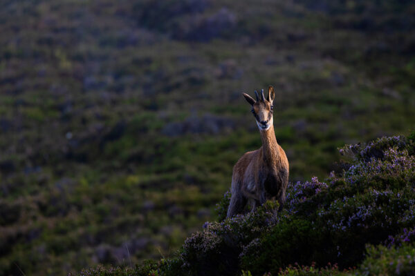 cantabrian chamois sightings in spain wildlife viewing spain