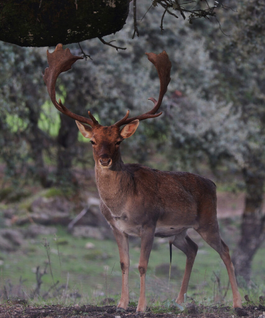 fallow deer sighting in spain ecotourism in spain