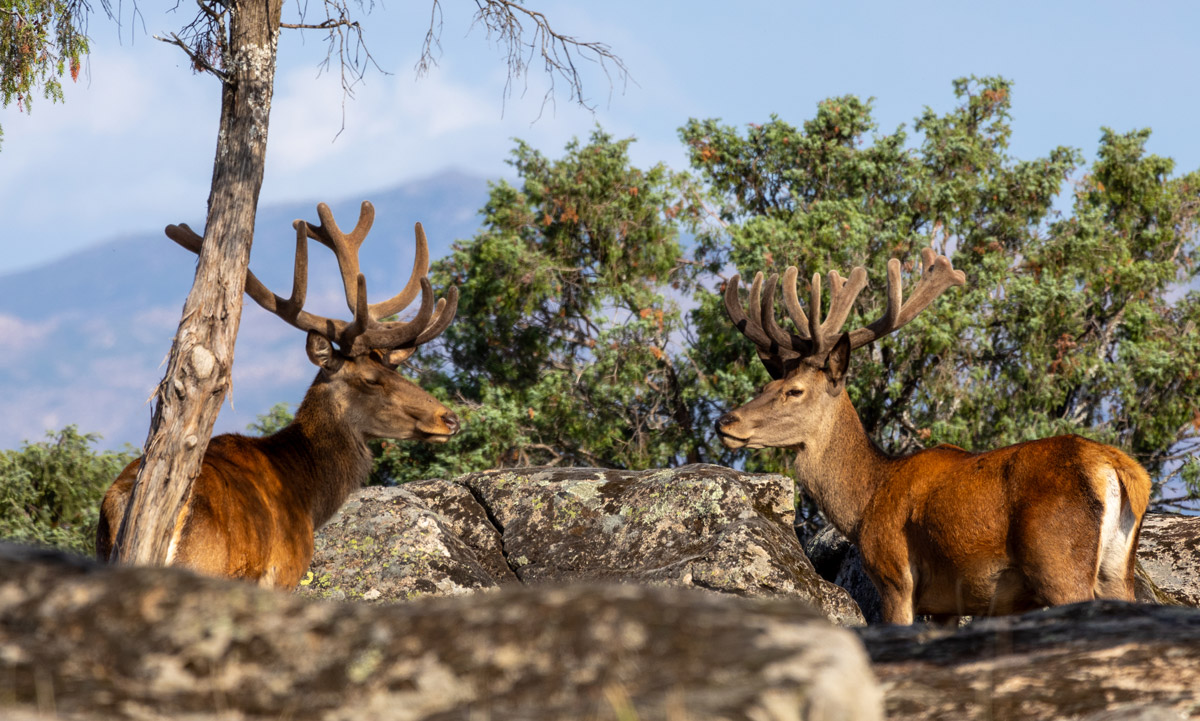 fallow deer sighting in spain ecotourism in spain