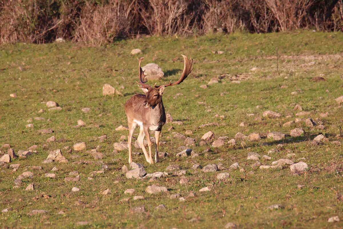 fallow deer sighting in spain ecotourism in spain