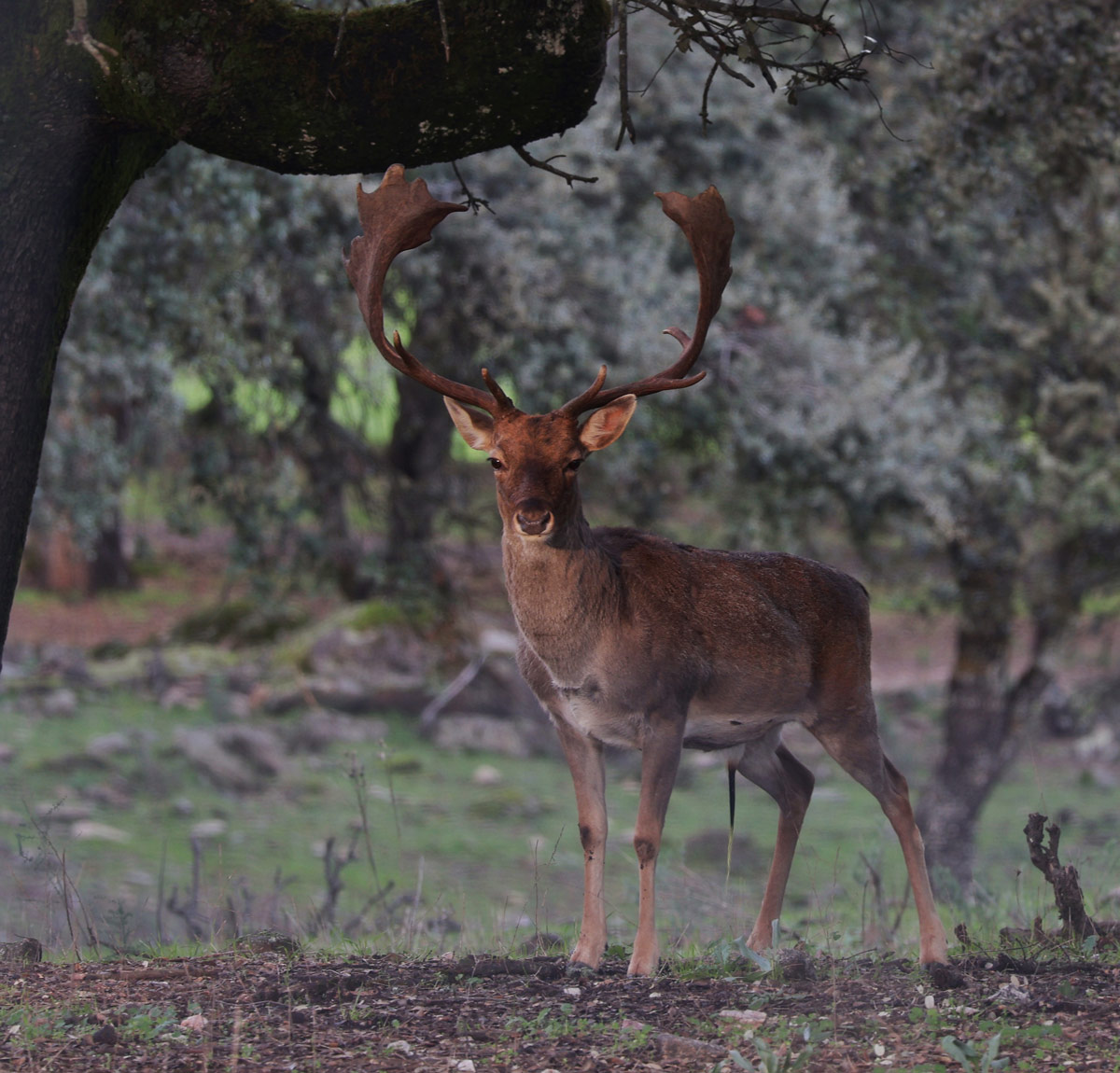 fallow deer sighting in spain wildlife watching in spain