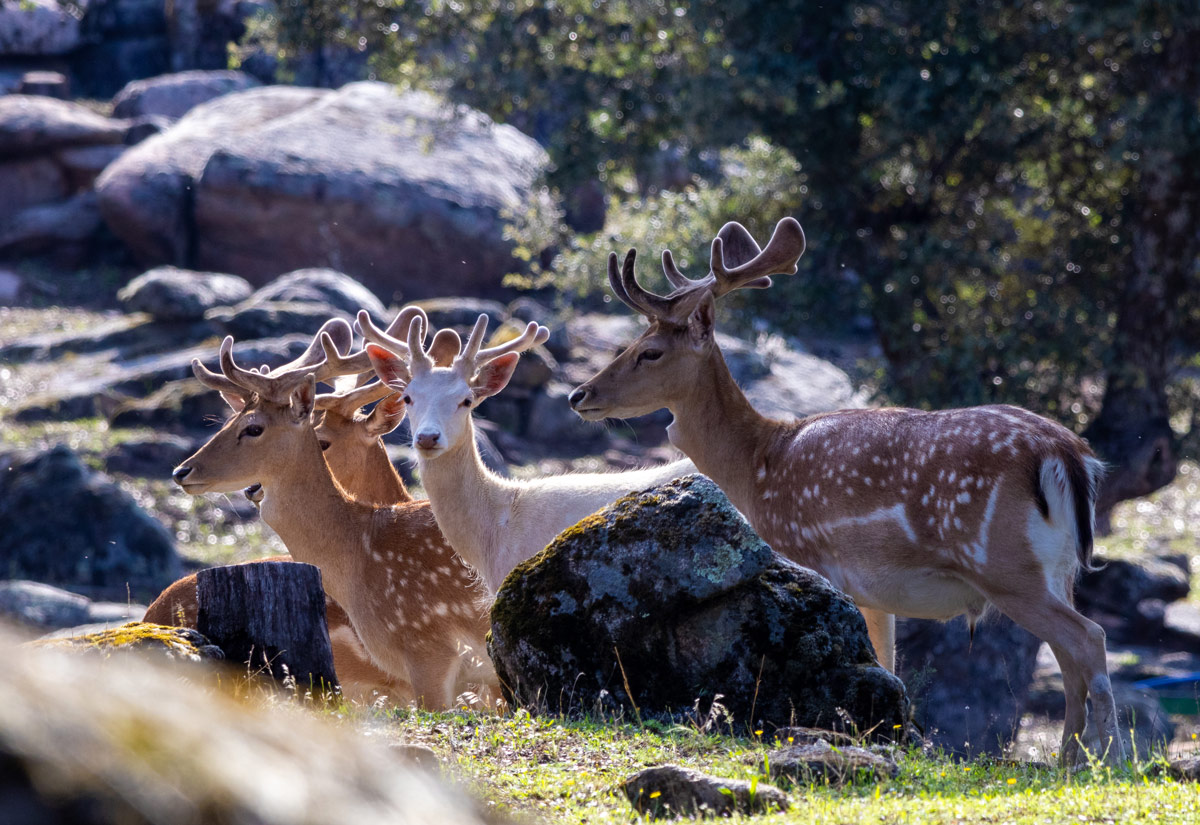 fallow deer sighting in spain wildlife watching in spain