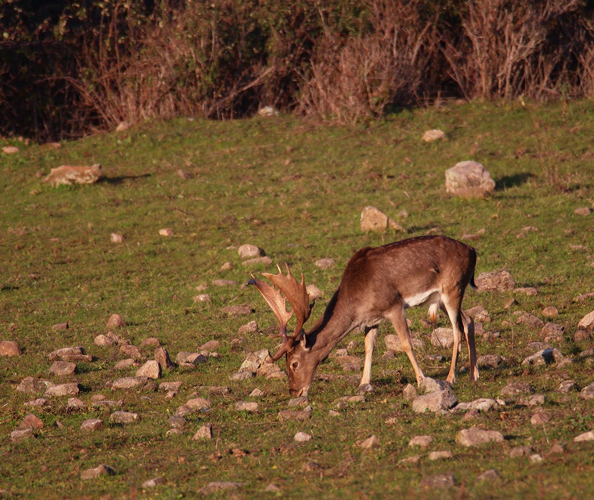 fallow deer sighting in spain wildlife watching in spain