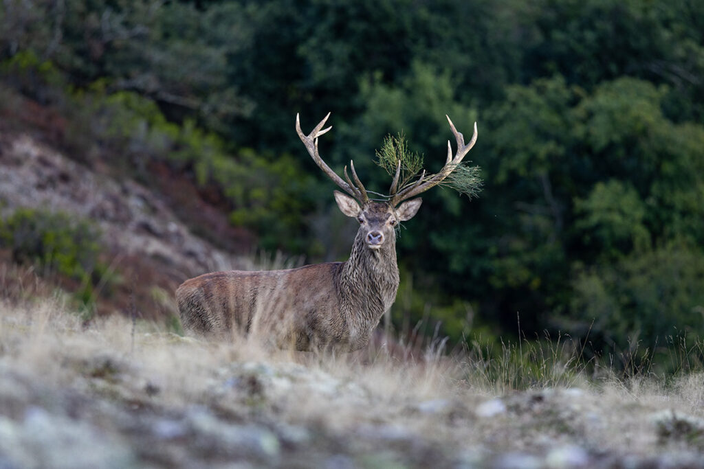 filming red deer during the rut in spain wildlife sightings in spain