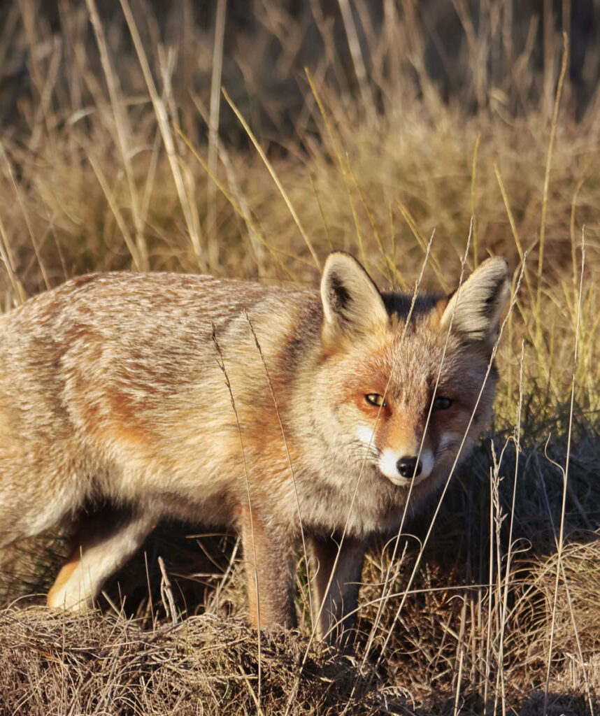 fox safaris in spain wildlife sighting in spain