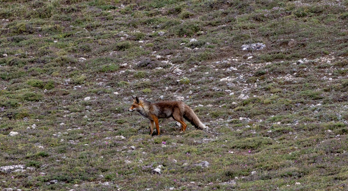 fox sighting in spain wildlife sighting in spain