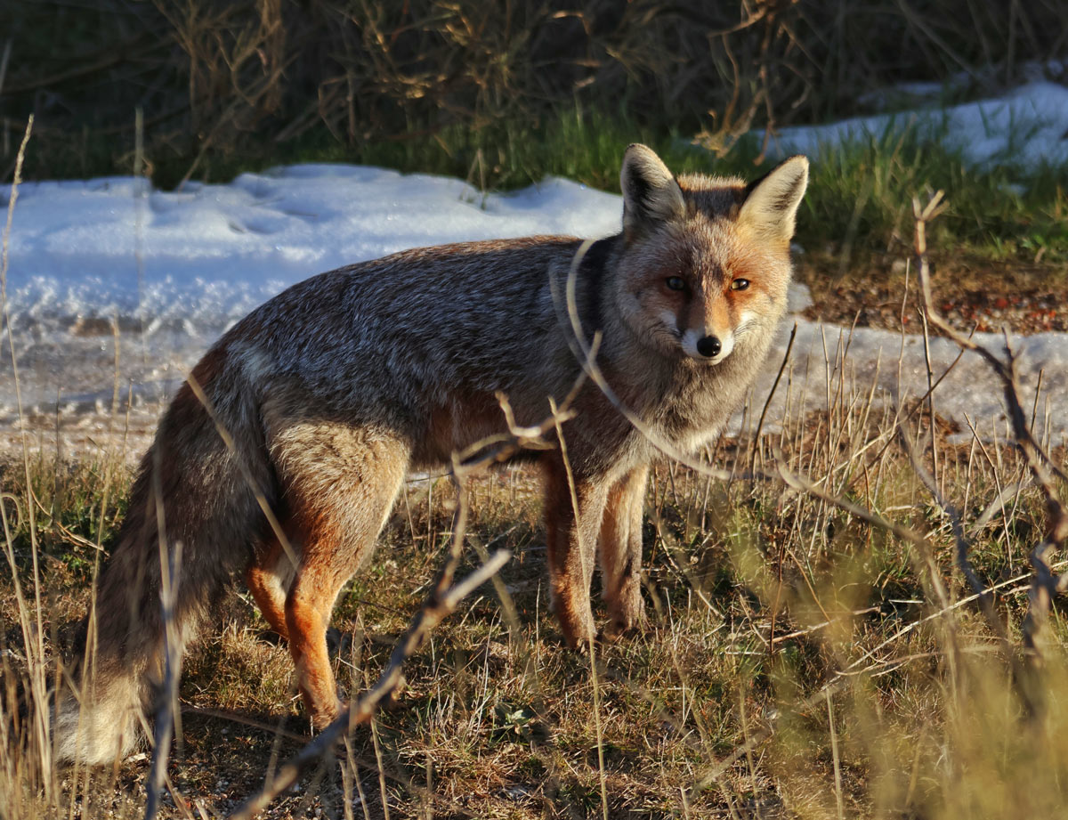 fox sighting in spain wildlife sighting in spain