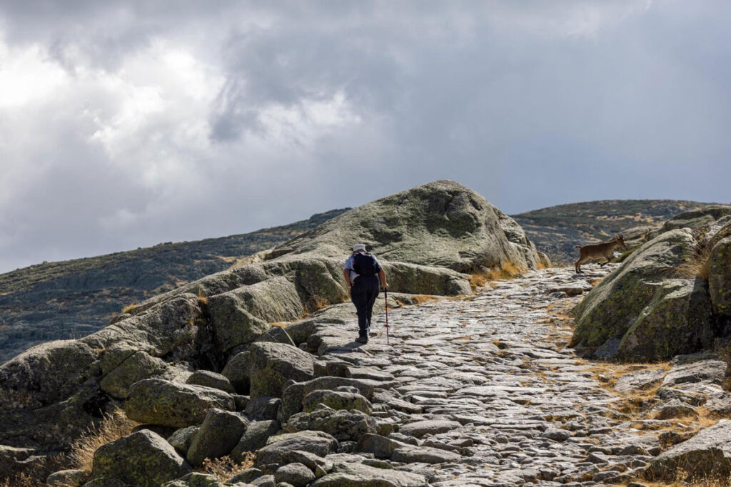 gredos ibex sighting in spain