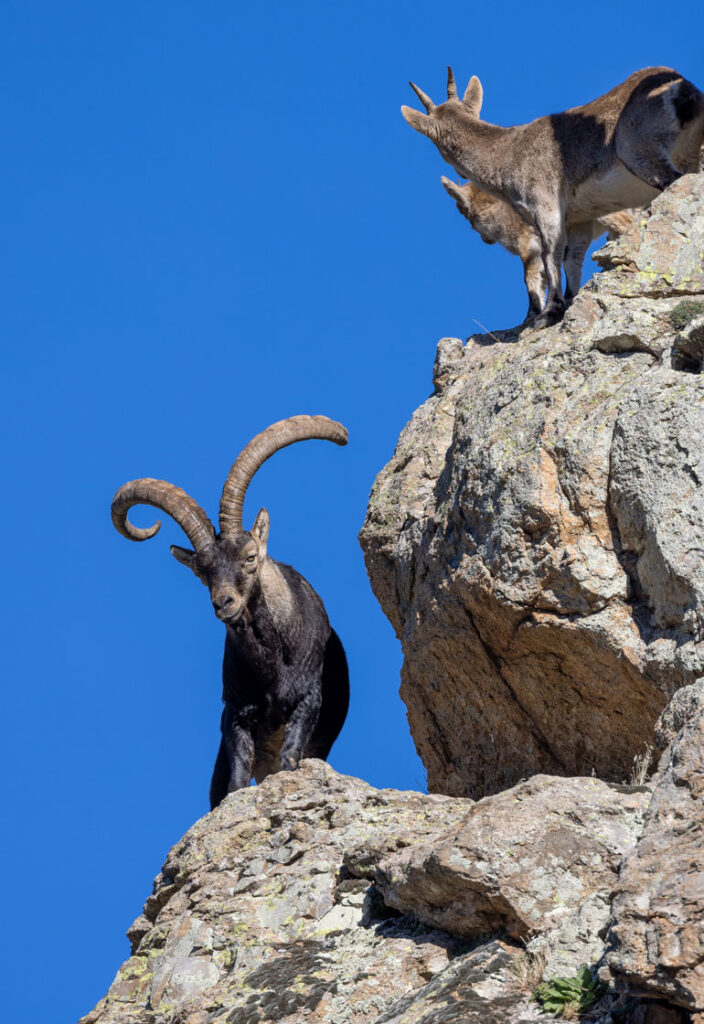 gredos ibex sighting in spain