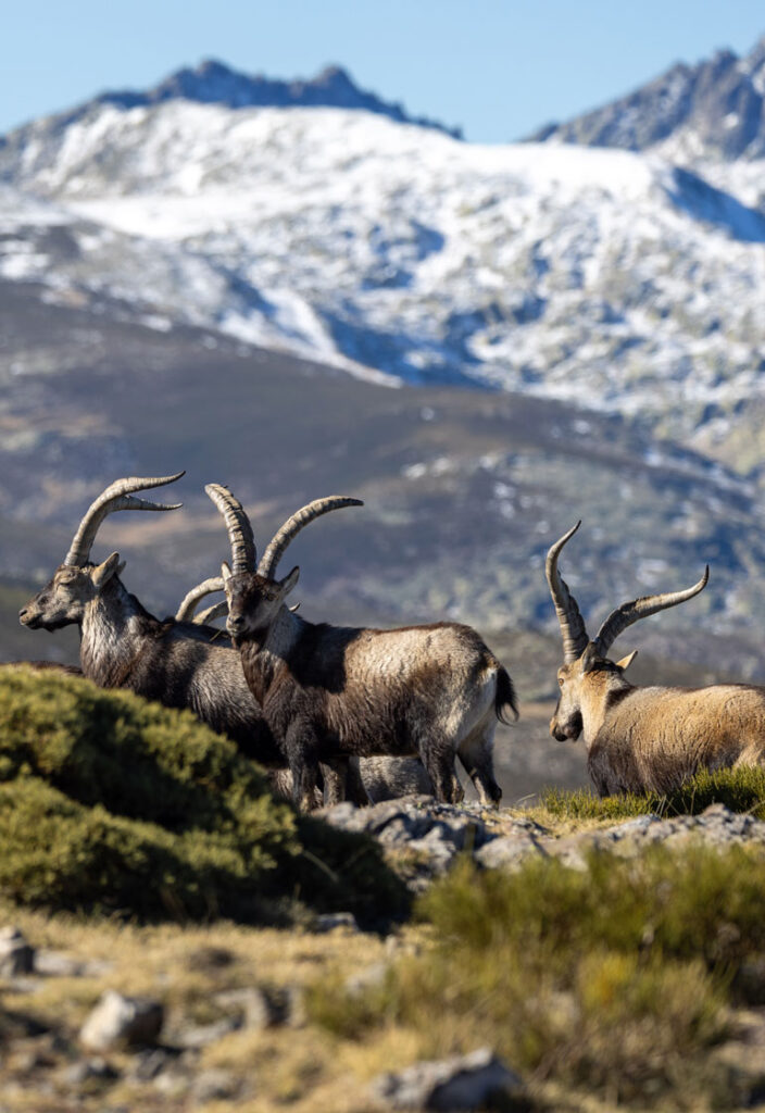 gredos ibex sighting in spain