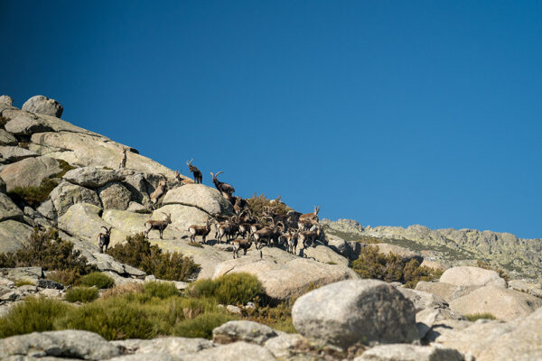 gredos ibex sightings in spain guided tours in gredos