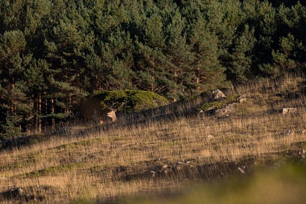 guided trip red stag rut in spain sightings wild animals in spain