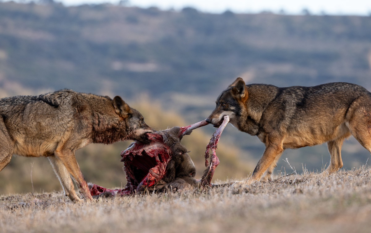 iberian wolf sighting in spain wildlife rural tourism in spain safaris in spain