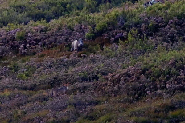 iberian wolf sightings in spain watching iberian wolf nature trips in spain