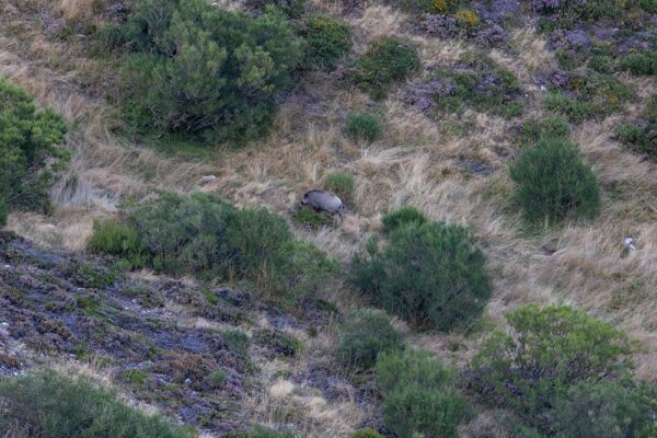 iberian wolf sightings in spain watching iberian wolf nature trips in spain