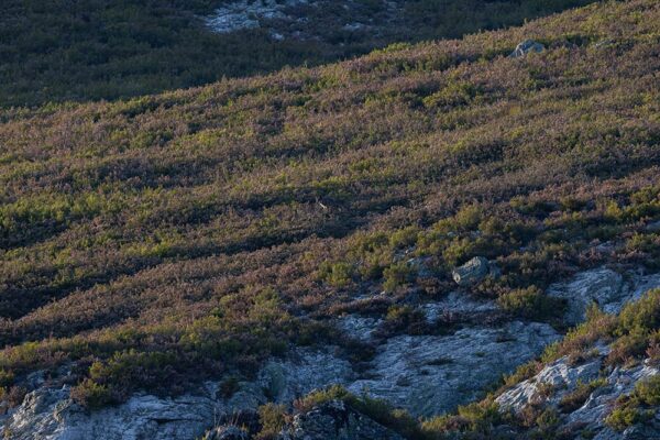 iberian wolf sightings in spain watching iberian wolf nature trips in spain