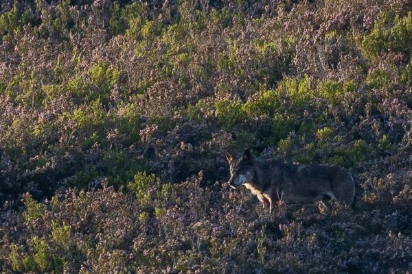 iberian wolf sightings in spain watching iberian wolf nature trips in spain