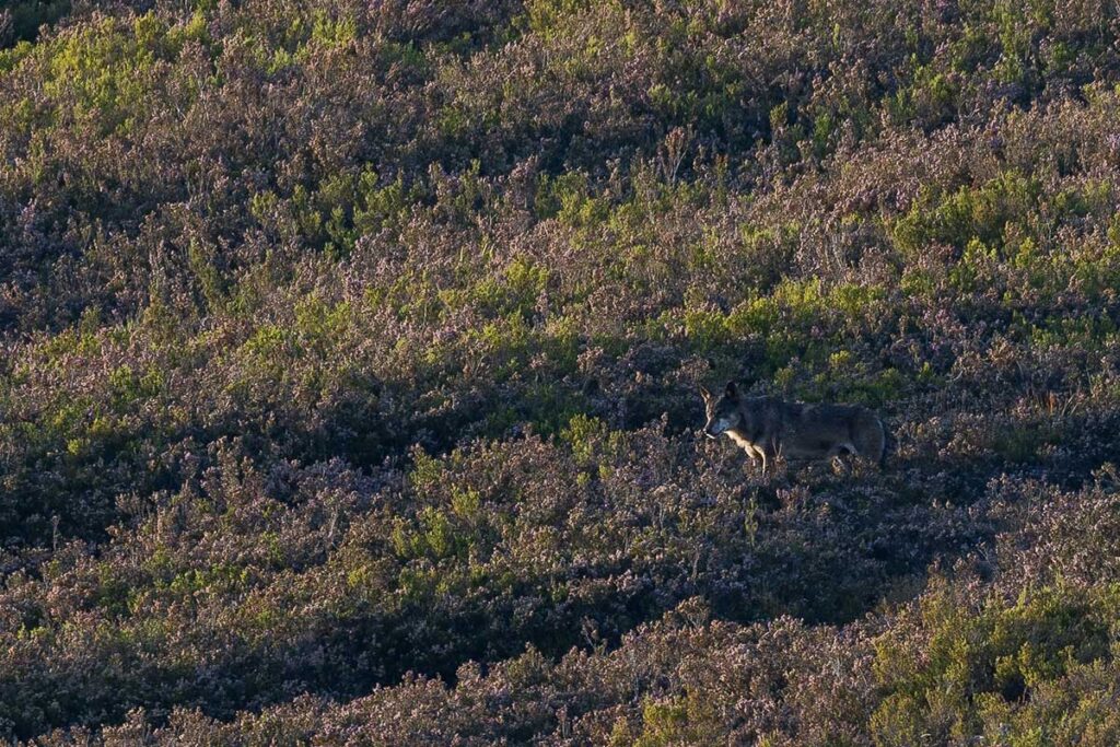 iberian wolf sightings in spain watching iberian wolf nature trips in spain