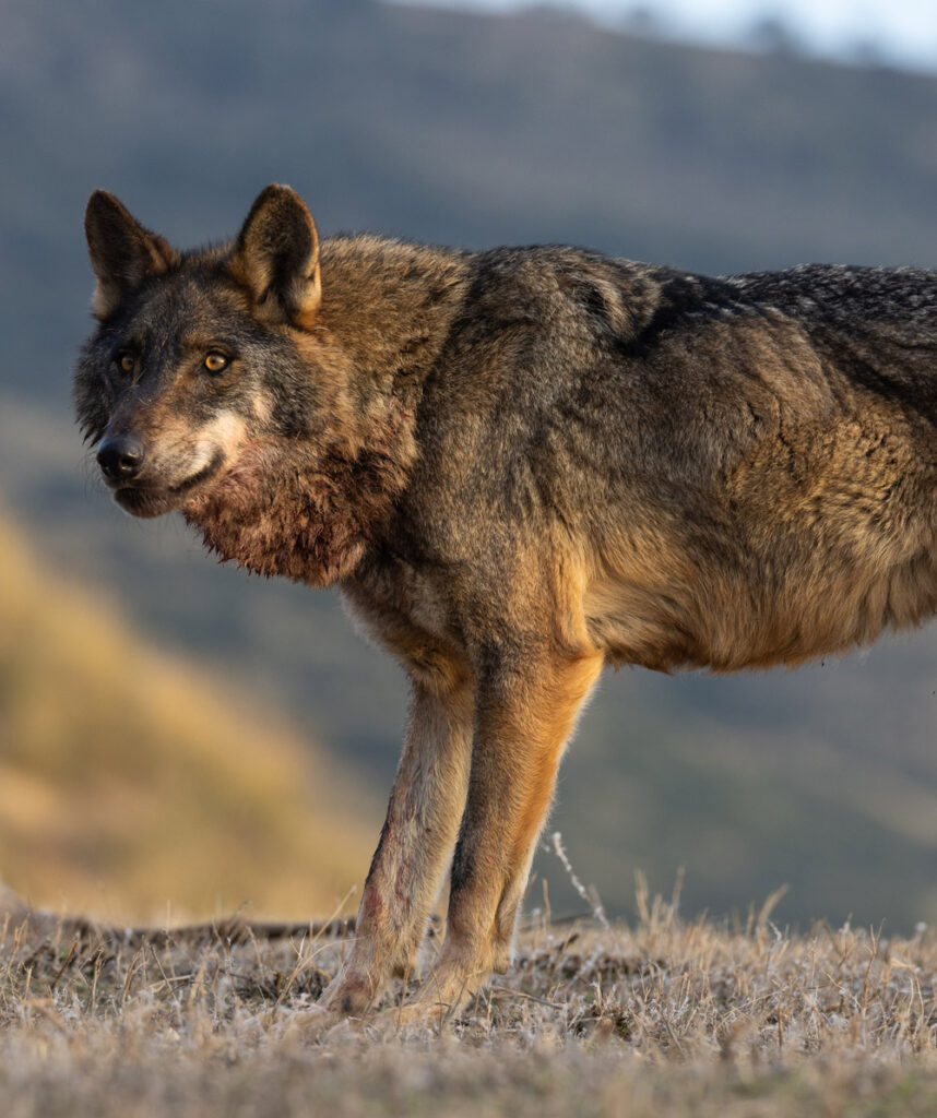 iberian wolf sightings in spain wildlife viewing spain nature trips