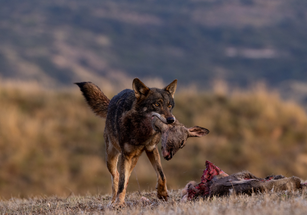 iberian wolf sightings in spain wildlife viewing spain nature trips safaris in spain