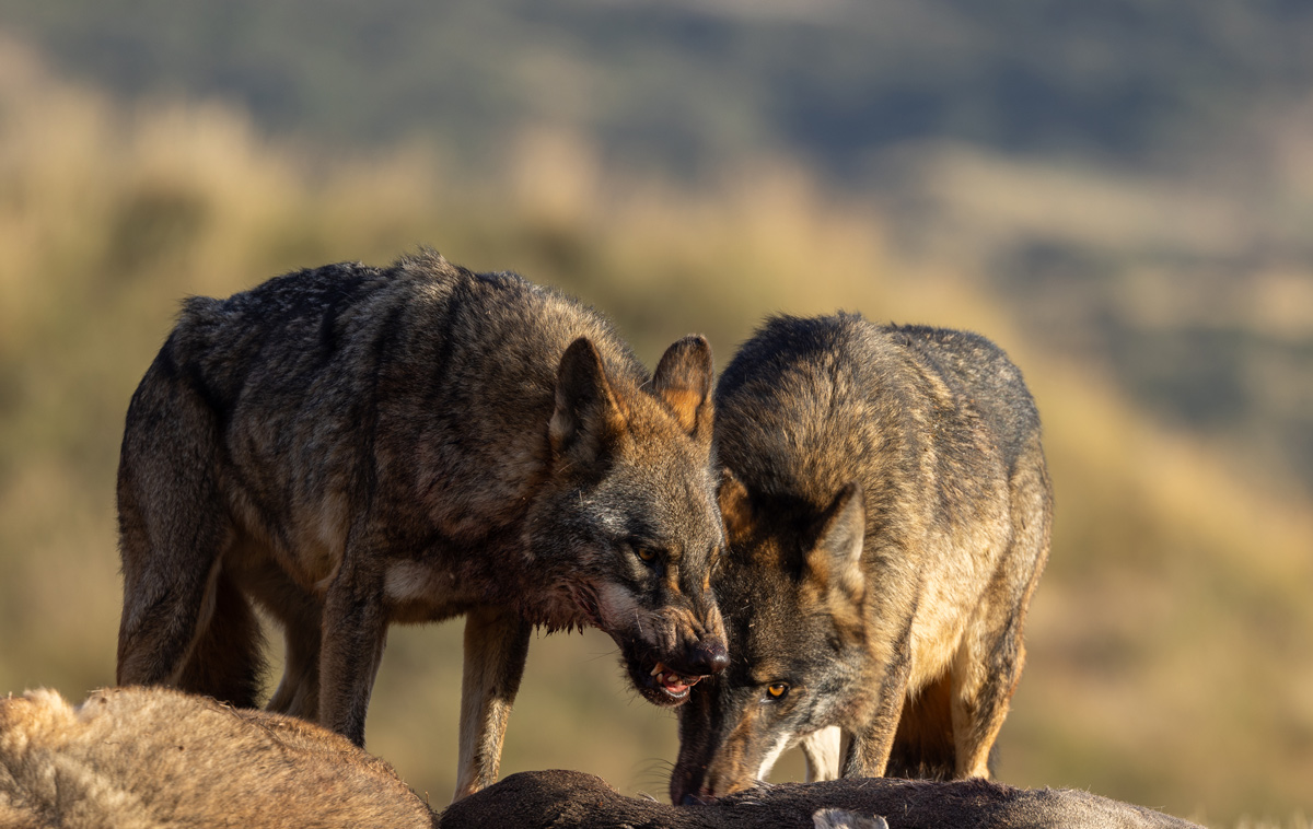 iberian wolf sightings in spain wildlife watching in spain nature trips