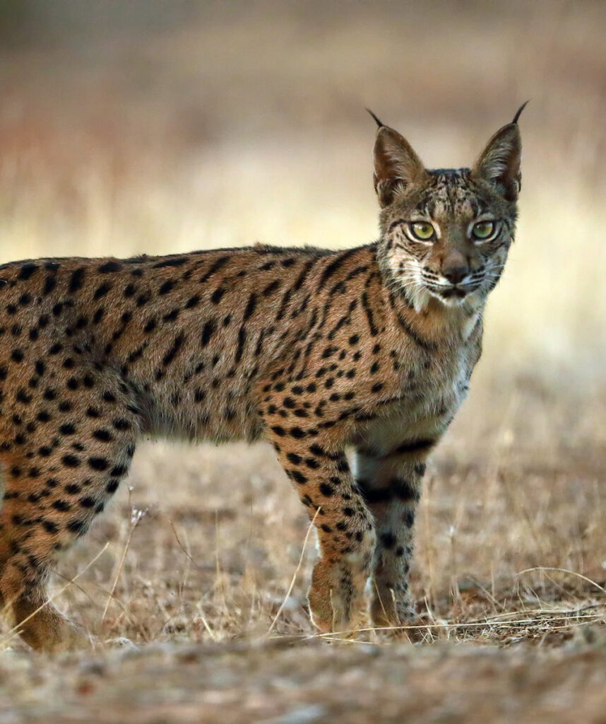 lynx sighting in spain wildlife rural tourism in spain