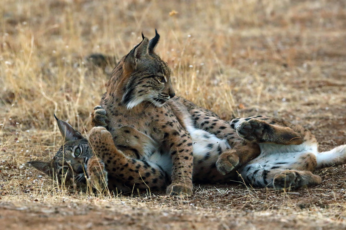 lynx sighting in spain wildlife rural tourism in spain ecotourism in spain