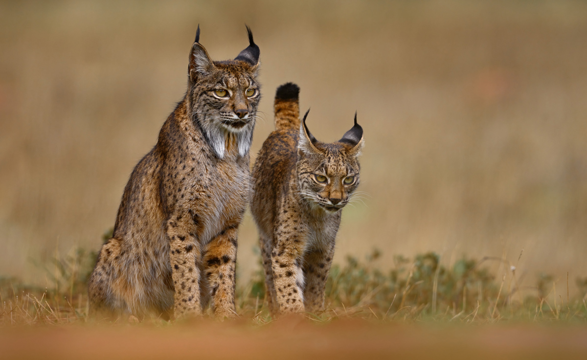 lynx sighting in spain wildlife rural tourism in spain guided routes in spain