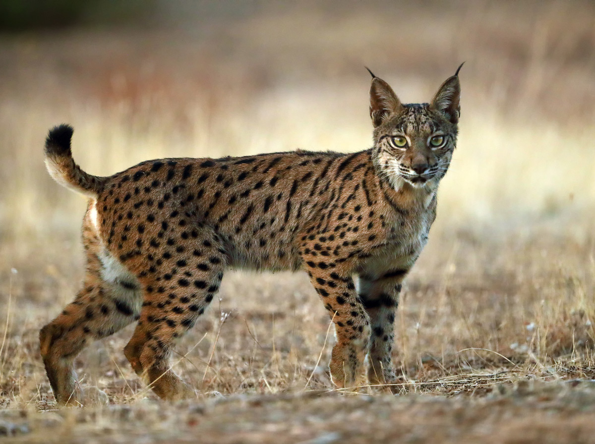 lynx sighting in spain wildlife rural tourism in spain nature trips