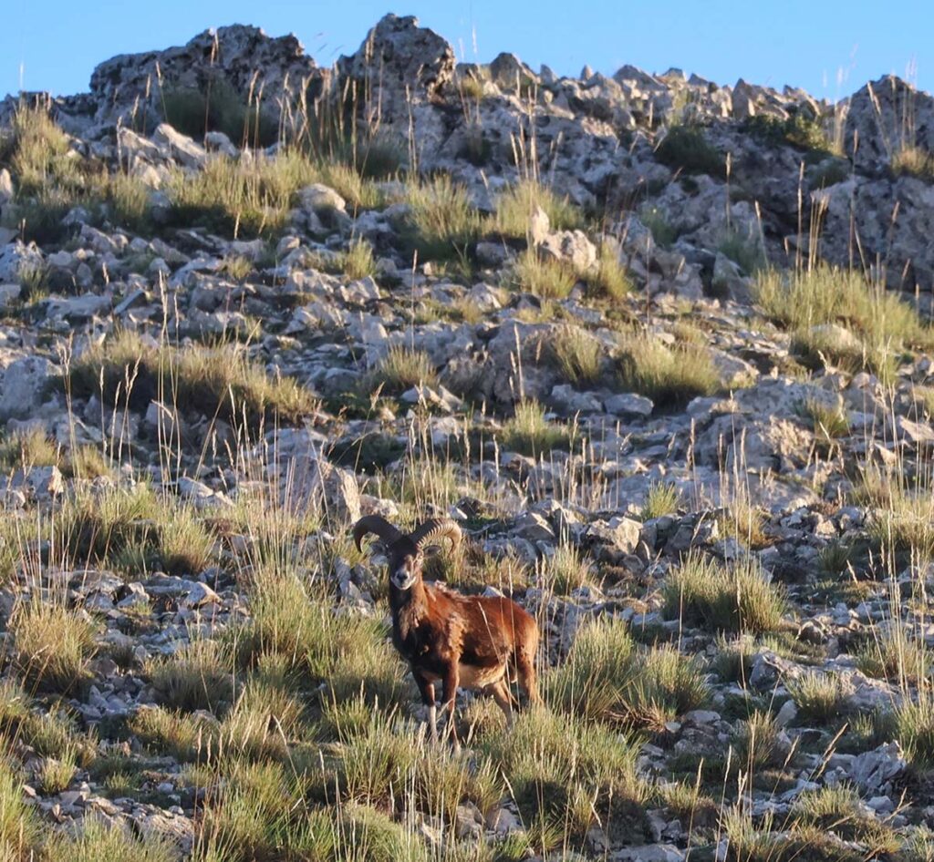 mouflon sighting in spain wildlife watching ecotourism in spain