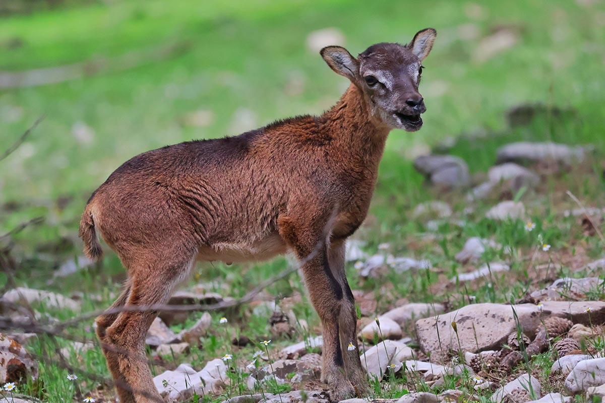 mouflon sighting in spain wildlife watching in spain rural tourism