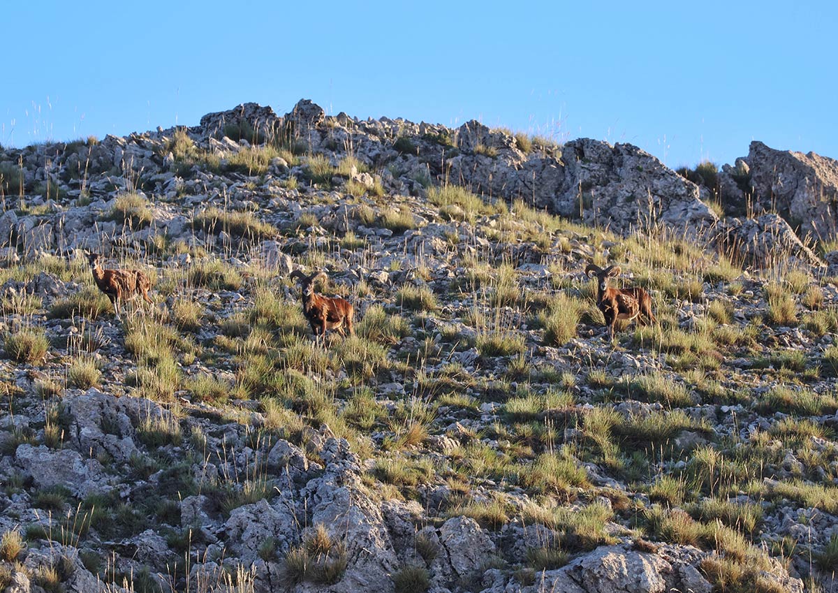 mouflon sighting in spain wildlife watching safaris in spain