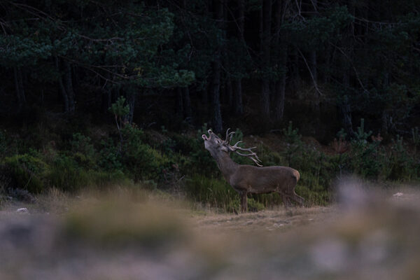 nature trips in spain sightings red stag rut wild animals in spain