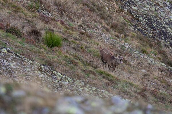 nature trips in spain sightings red stag wild animals in spain